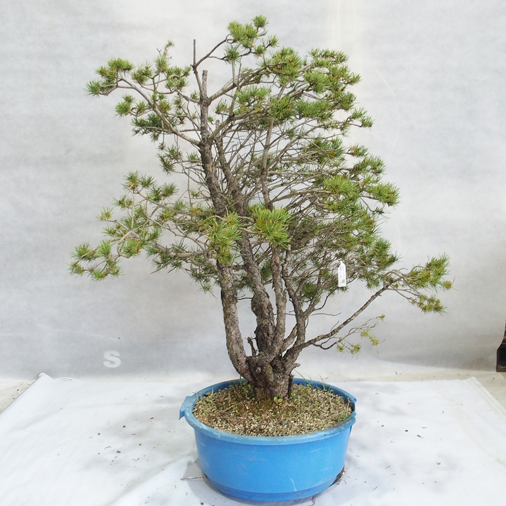 Yamadori - Pinus sylvestris 