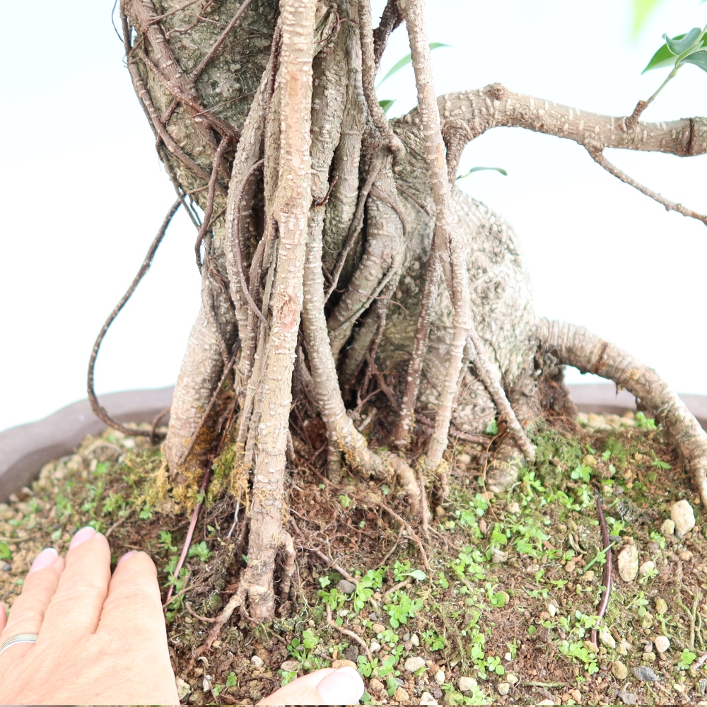 Zimmerbonsai - Ficus kimmen - Kleinblättriger Ficus