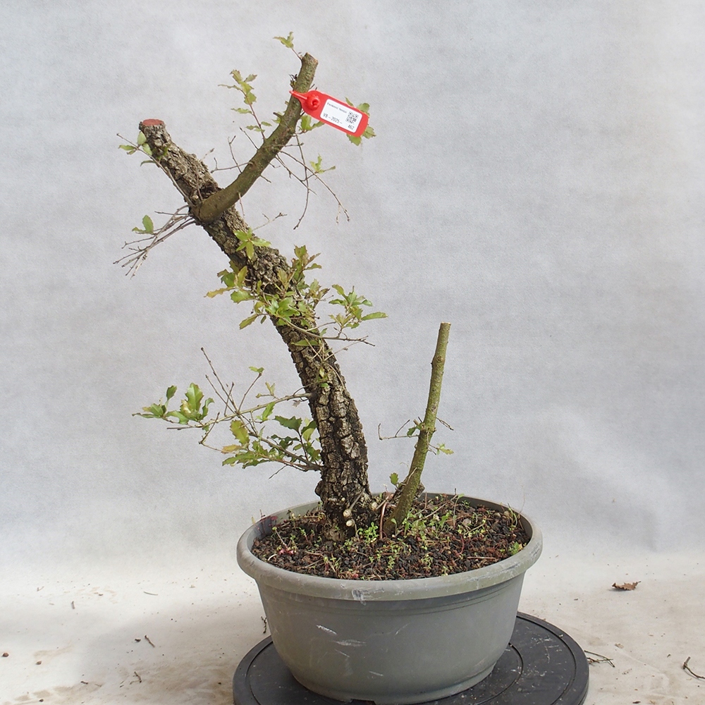 Freilandbonsai Quercus Cerris - Eiche Cer