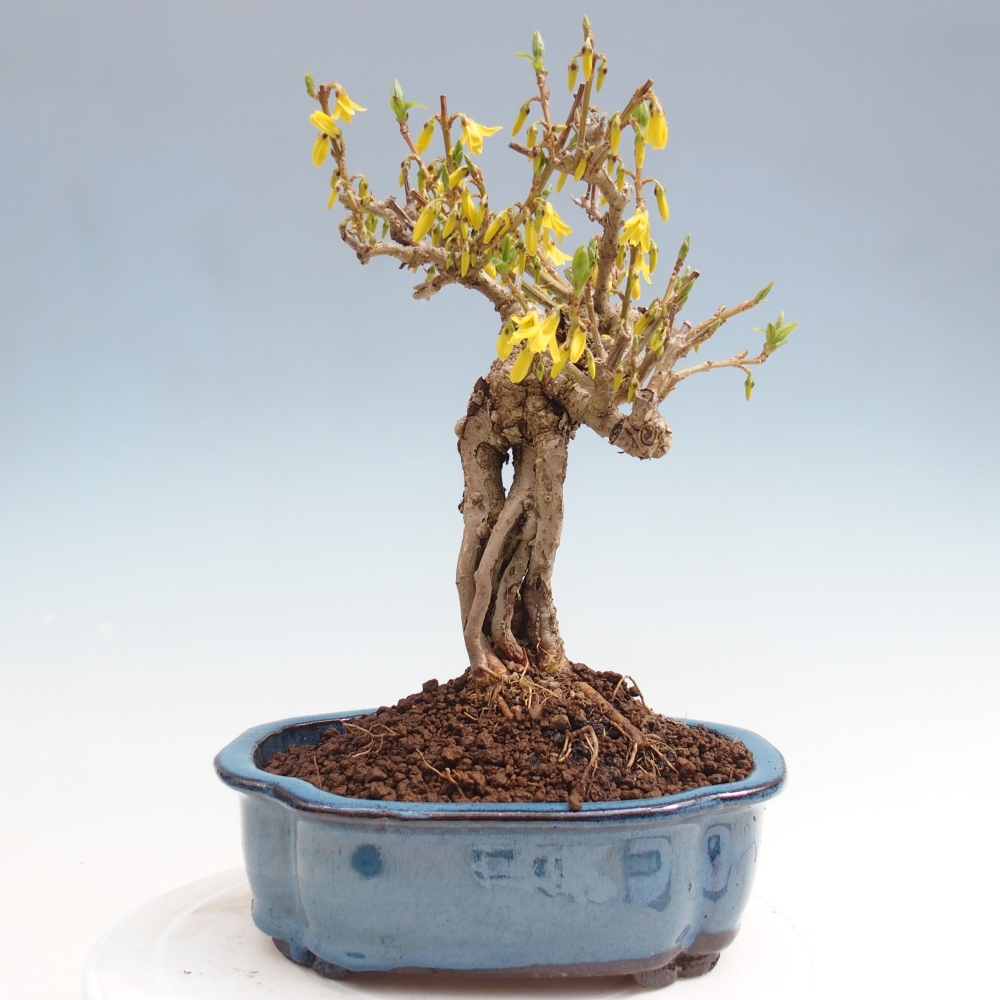 Bonsai für draußen - Zlatice - Forsythia koreana