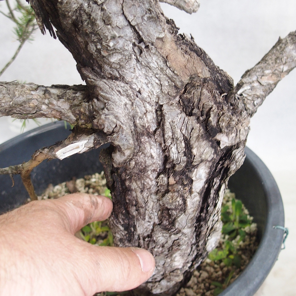 Yamadori - Pinus sylvestris 