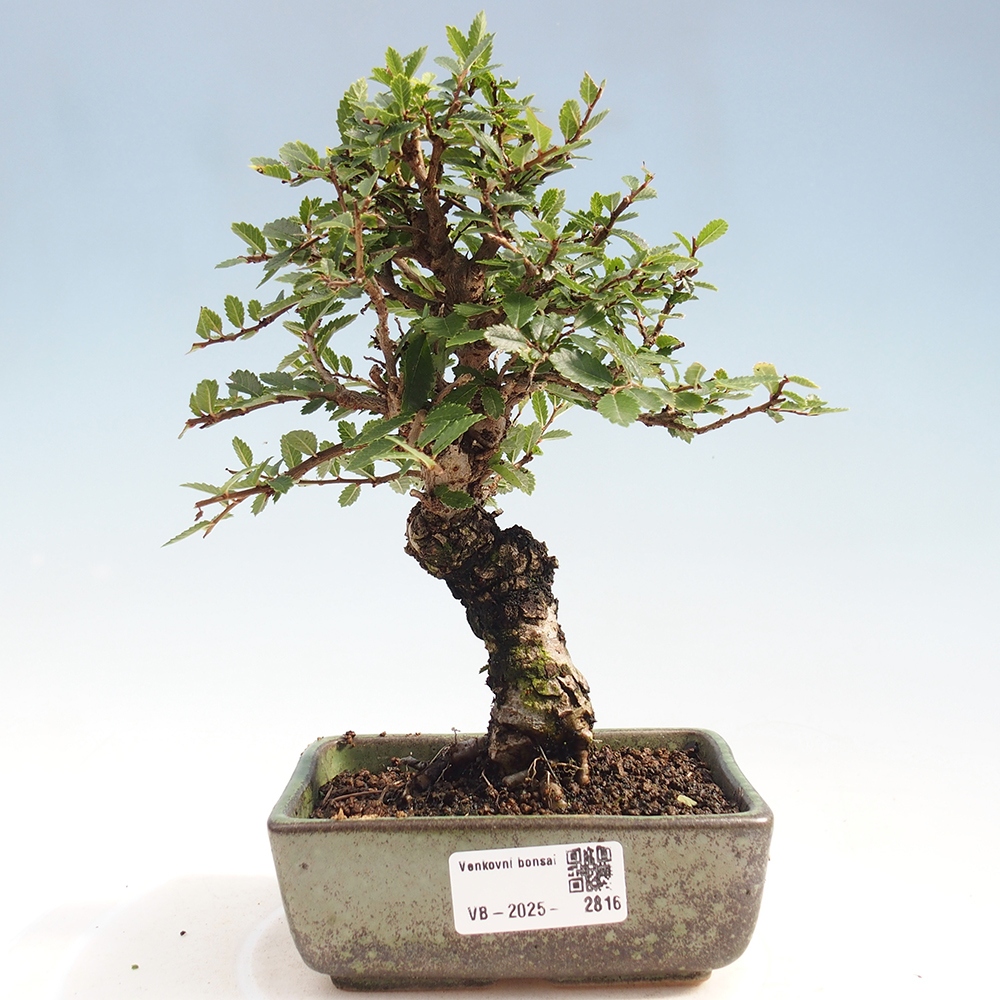 Bonsai im Freien - Zelkova - Zelkova NIRE
