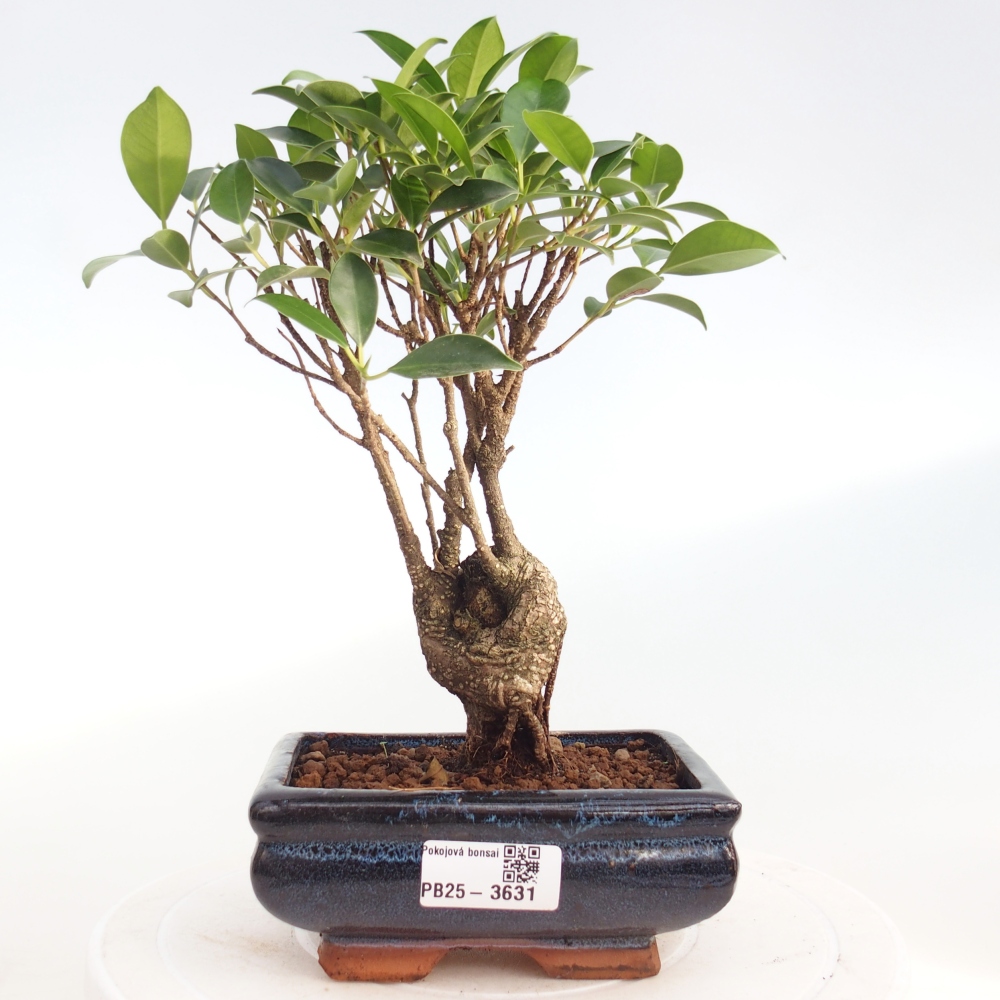 Zimmerbonsai - Ficus retusa - Kleinblättriger Ficus