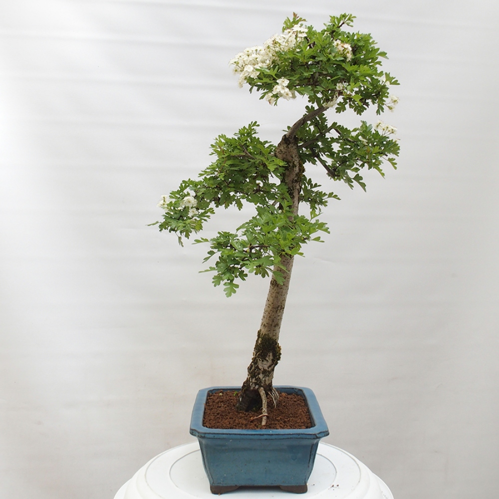 Bonsai im Freien - Weißdorn - Crataegus monogyna