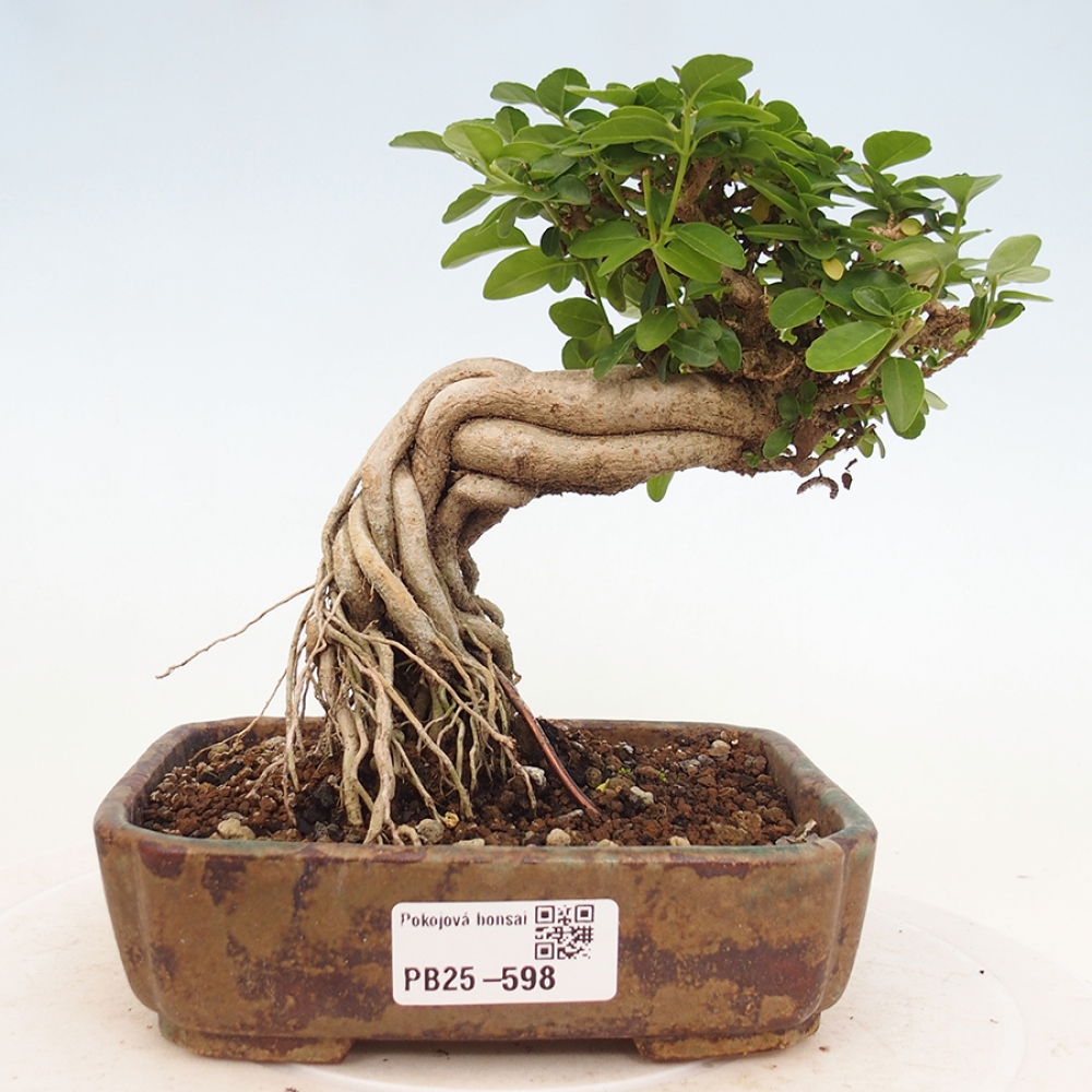 Zimmerbonsai - Premna serratifolia - Kozlovon kleinblättrig