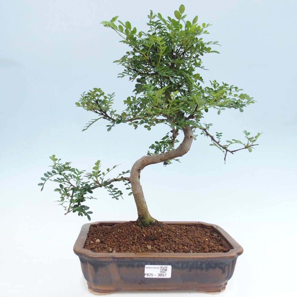 Zimmerbonsai - Zantoxylum piperitum - Pfefferbaum