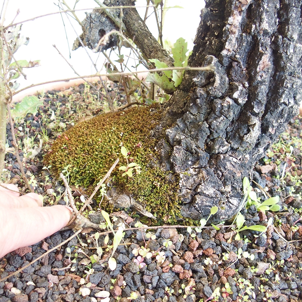 Freilandbonsai Quercus Cerris - Eiche Cer