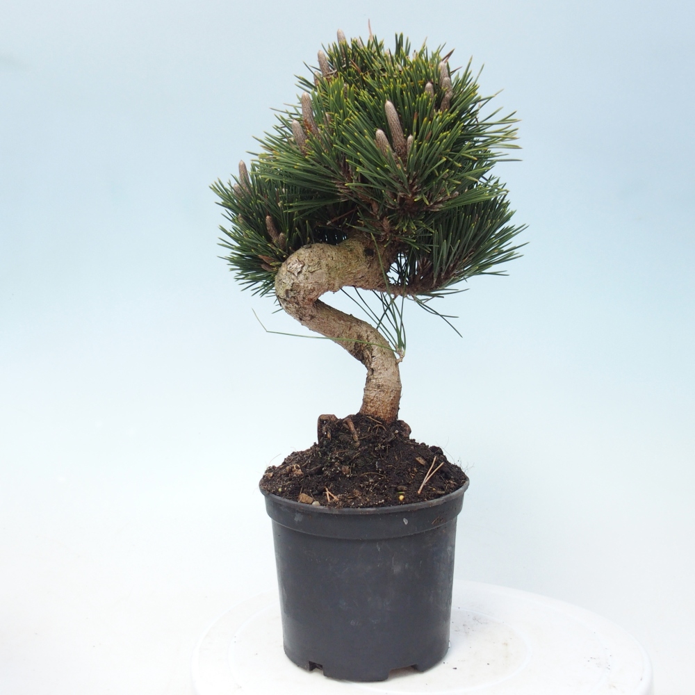 Bonsai für draußen - Pinus thunbergii senjyumaru - Thunberg-Kiefer