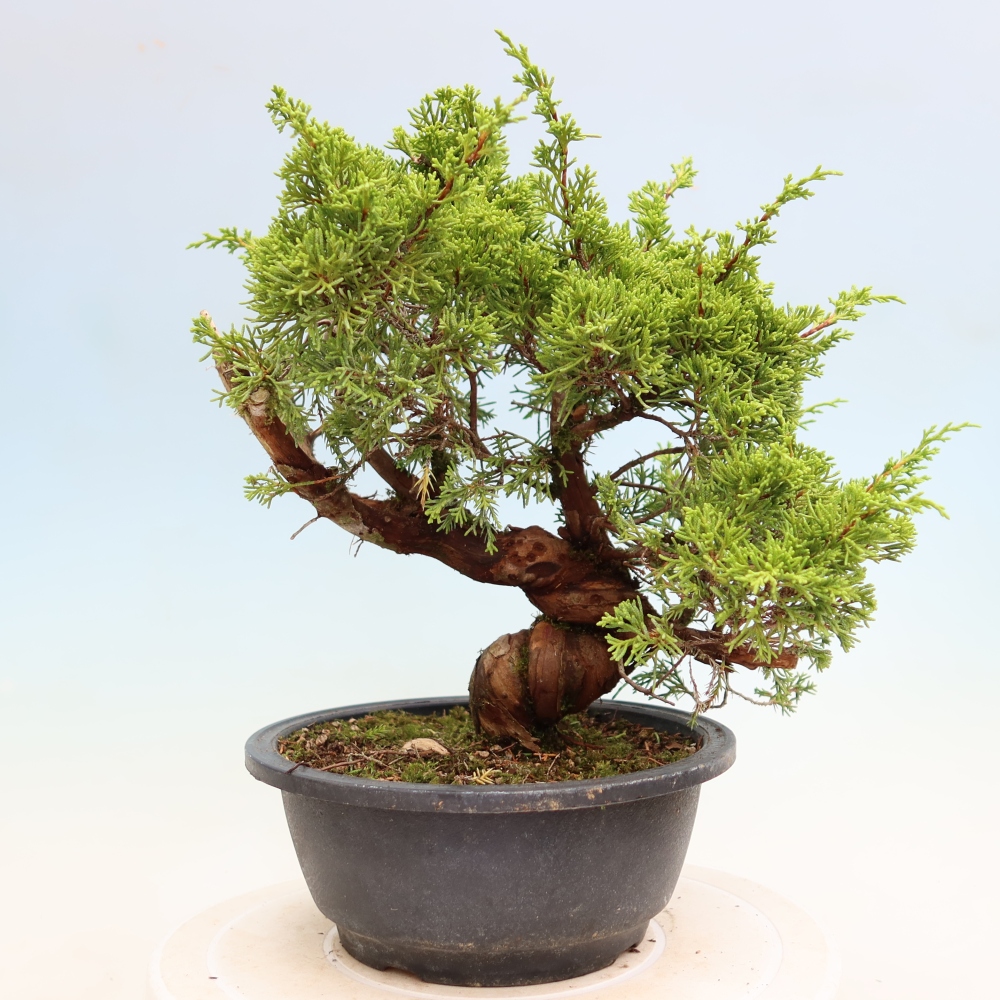 Bonsai für draußen - Juniperus chinensis Itoigawa-Juniperus chinensis