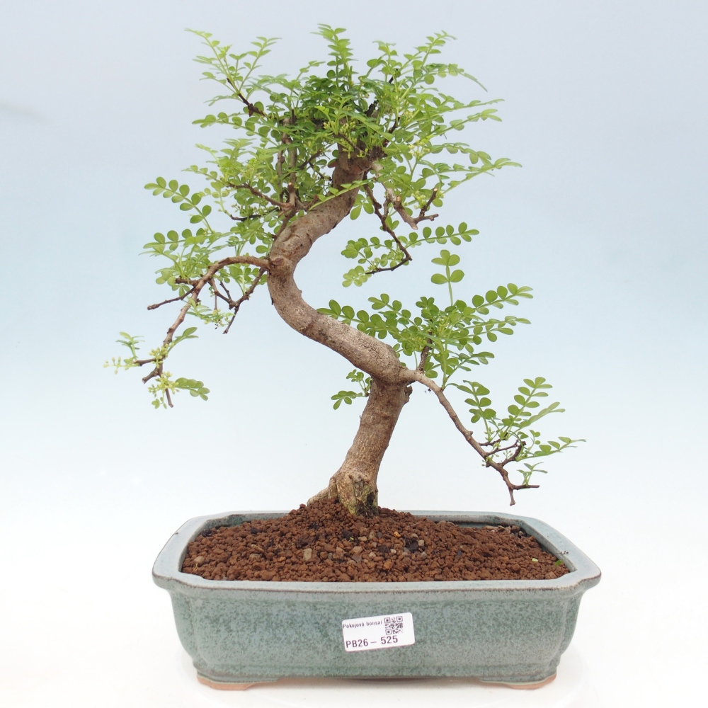 Zimmerbonsai - Zantoxylum piperitum - Pfefferbaum