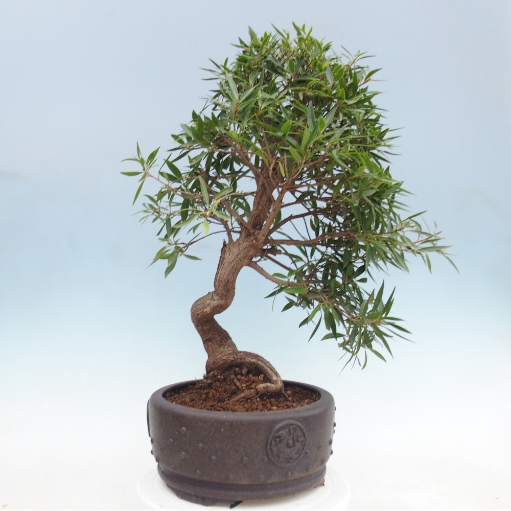 Zimmerbonsai - Ficus nerifolia - Kleinblättriger Ficus
