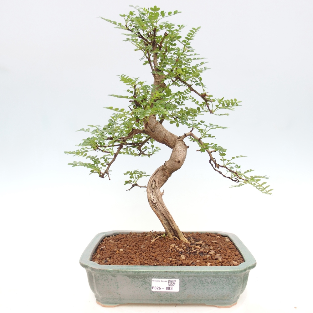 Zimmer Bonsai - Zantoxylum piperitum - Pfefferbaum