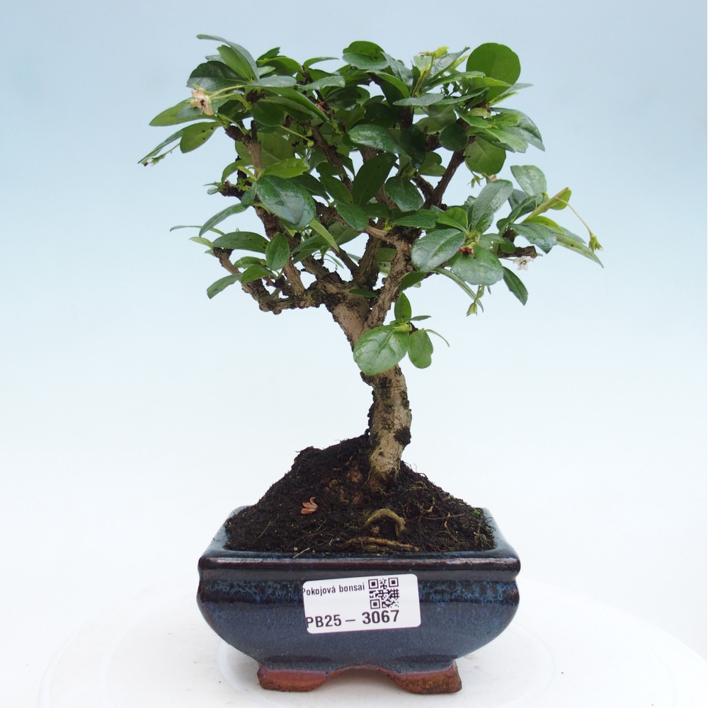 Zimmerbonsai - Carmona Macrophylla - Fuki-Tee