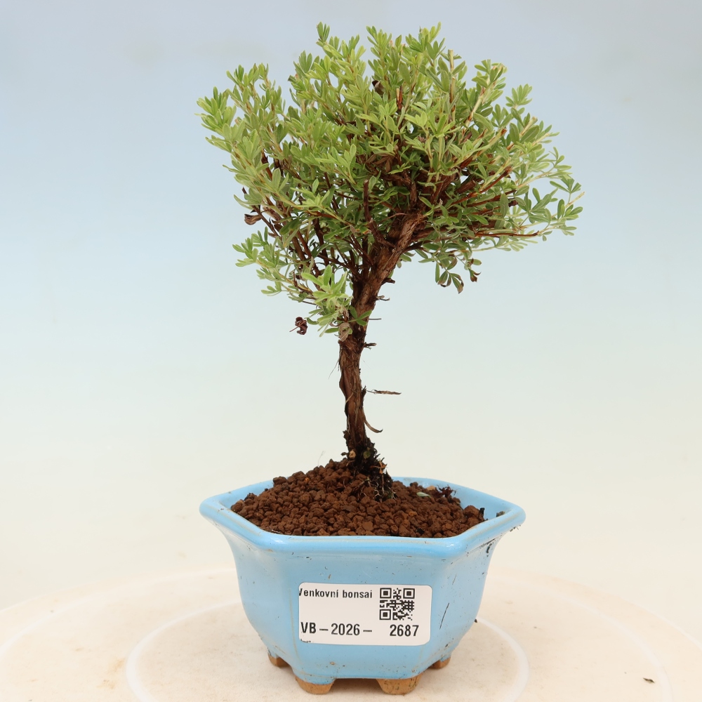 Bonsai für den Außenbereich – Strauch-Fingerkraut – Potentilla fruticosa „Goldkissen“