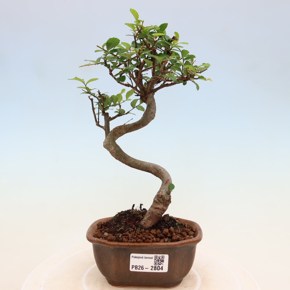 Zimmerbonsai - Ulmus parvifolia - Kleinblättrige Ulme