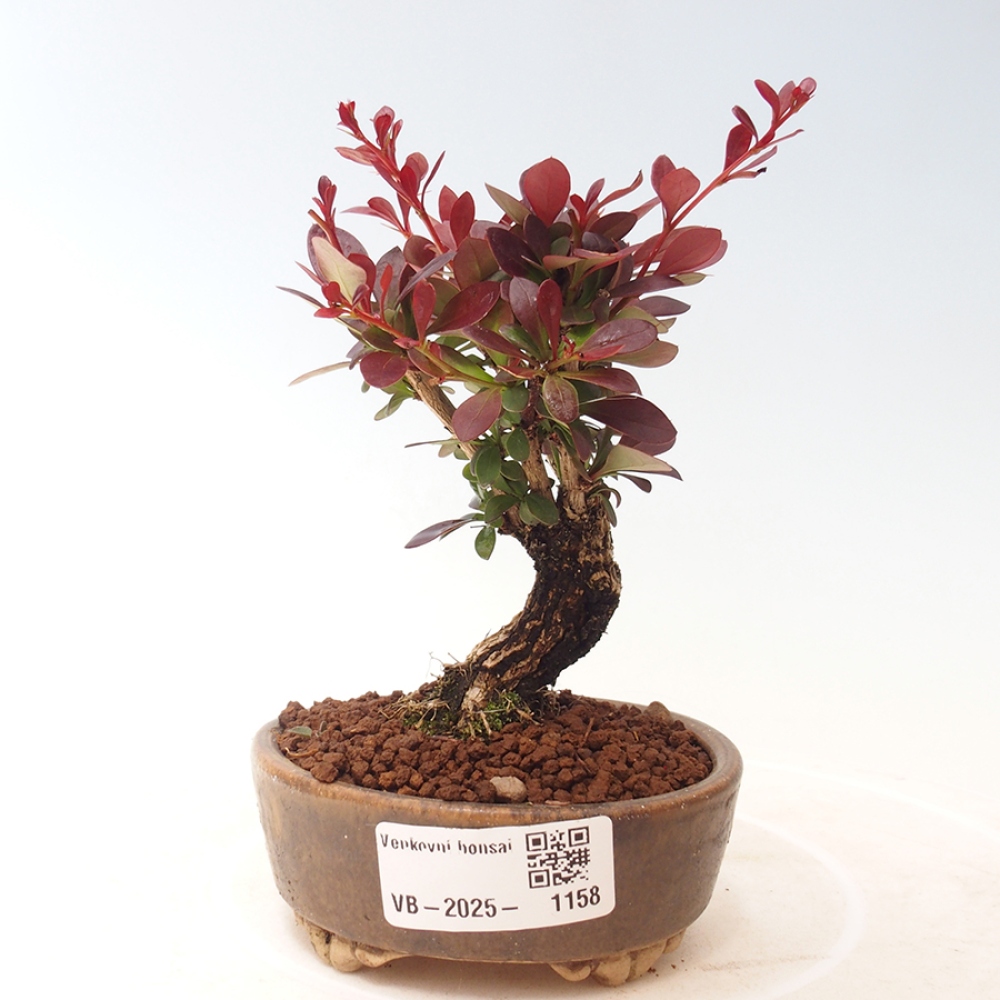 Bonsai im Freien - Berberis thunbergii Kobold - Dřištál Thunberg's