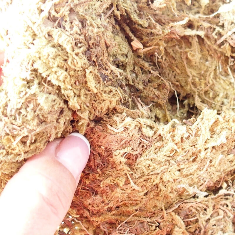 Moose (Bryophyta) - Moos 100 g