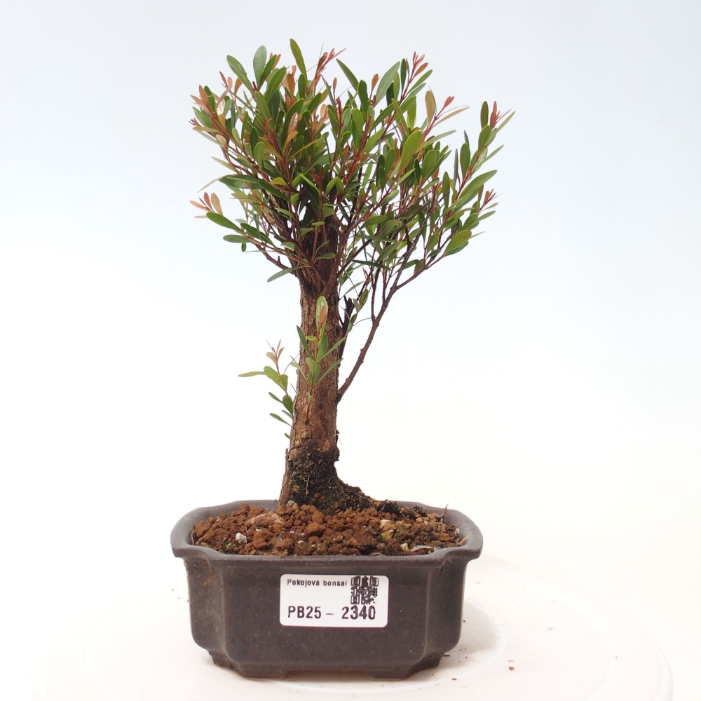 Zimmer Bonsai - Syzygium - Pimentovník