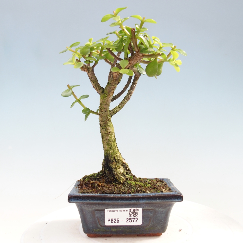 Zimmerbonsai - Portulakaria Afra - Tlustice