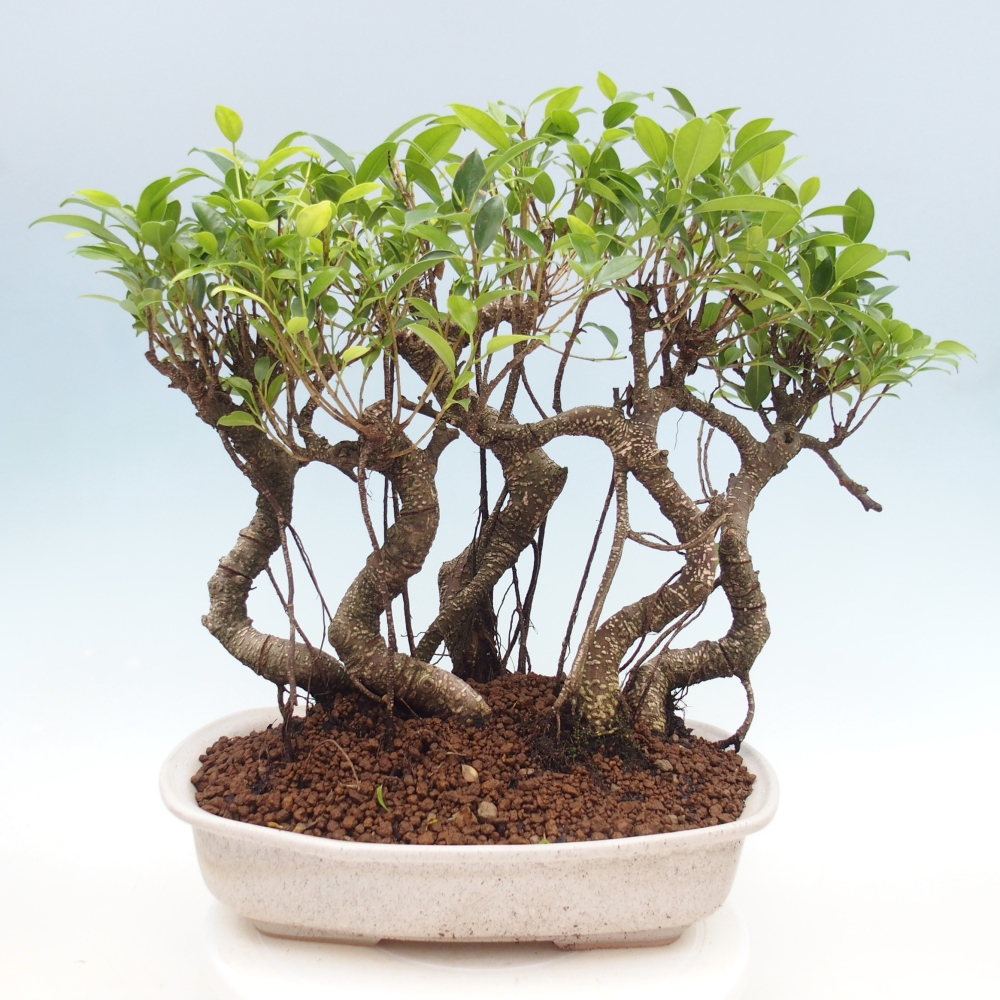 Zimmerbonsai - Ficus kimmen - Kleinblättriger Ficus
