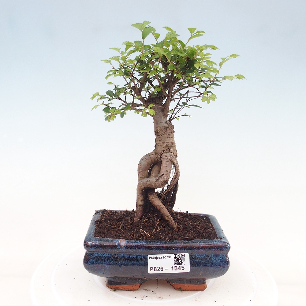 Zimmerbonsai - Ulmus parvifolia - Kleinblättrige Ulme