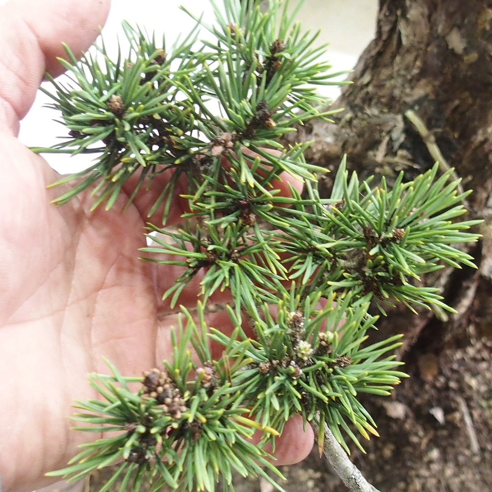 Yamadori - Pinus sylvestris 