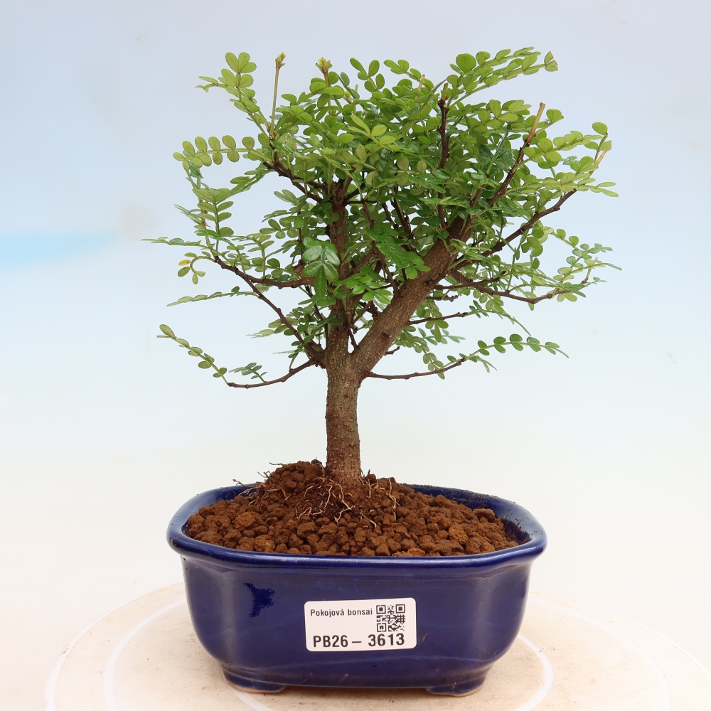 Zimmer Bonsai - Zantoxylum piperitum - Pfefferbaum