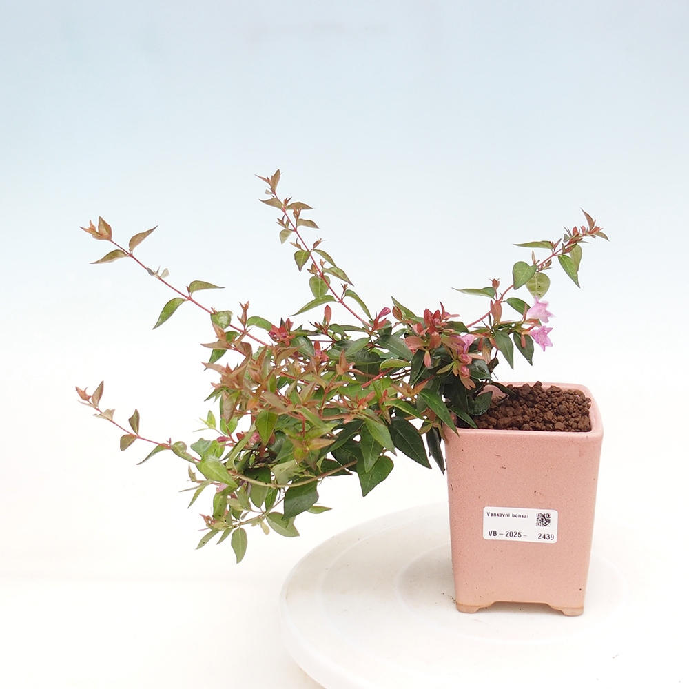 Bonsai im Freien - Abelia Grandiflora - Abelia grandiflora