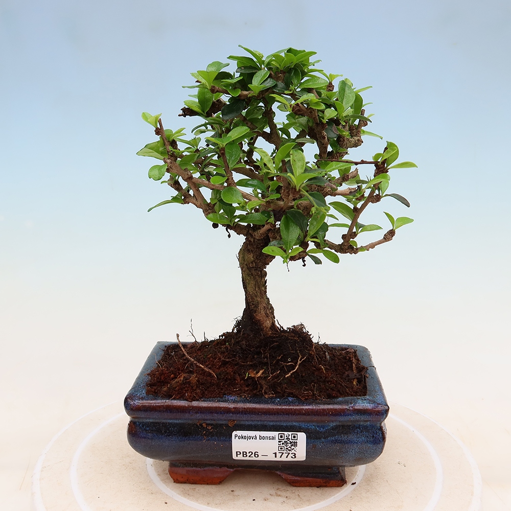 Zimmer-Bonsai - Carmona macrophylla - Tee-Fuki