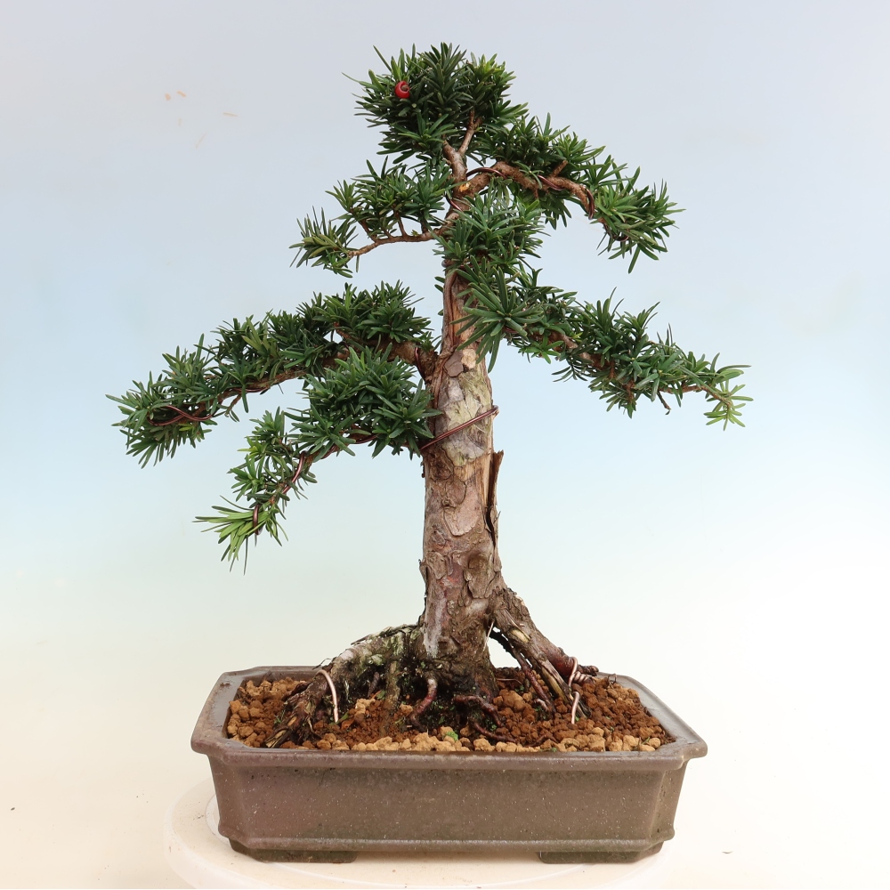 Bonsai für draußen - Taxus cuspidata - Japanische Eibe