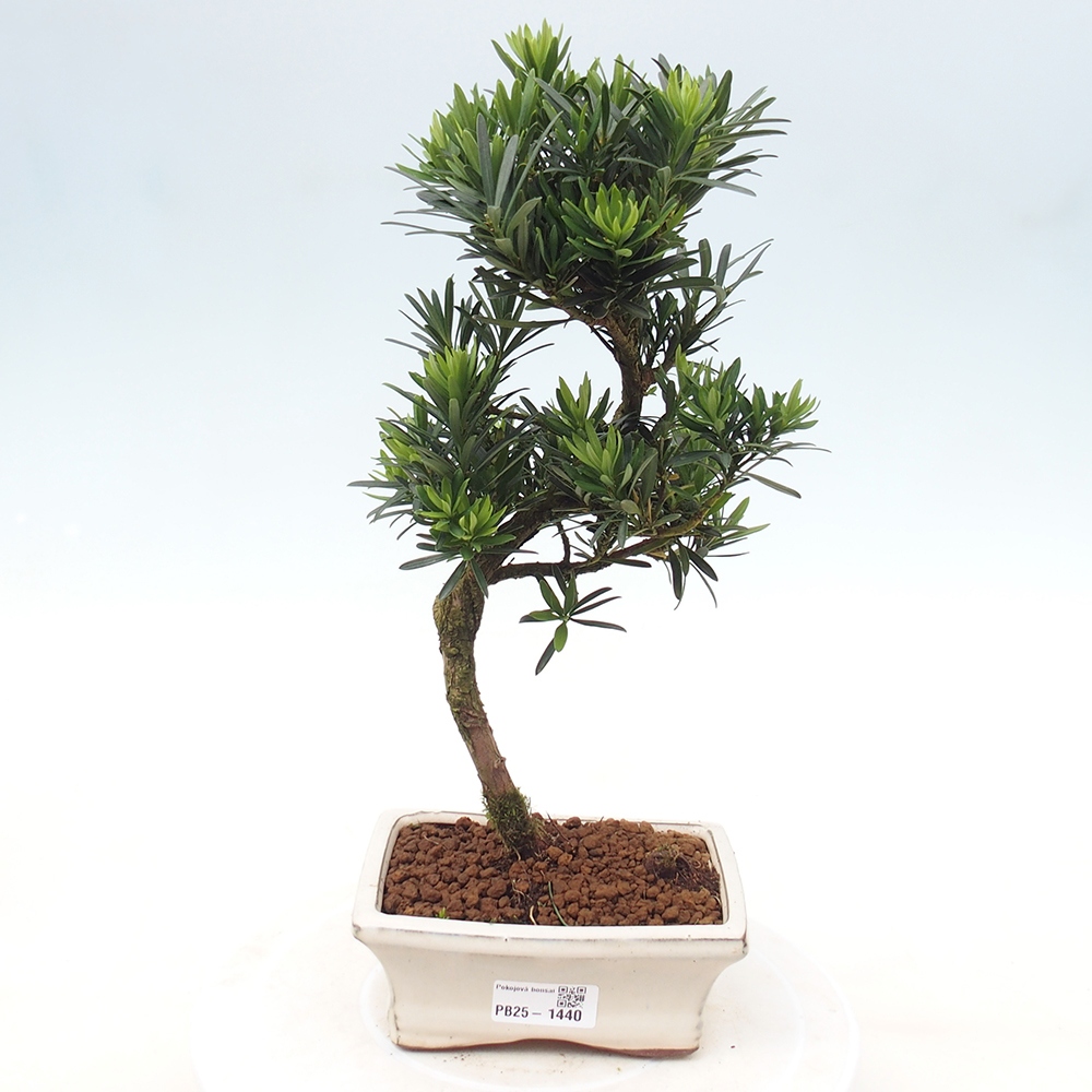 Indoor-Bonsai - Podocarpus - Stein tausend