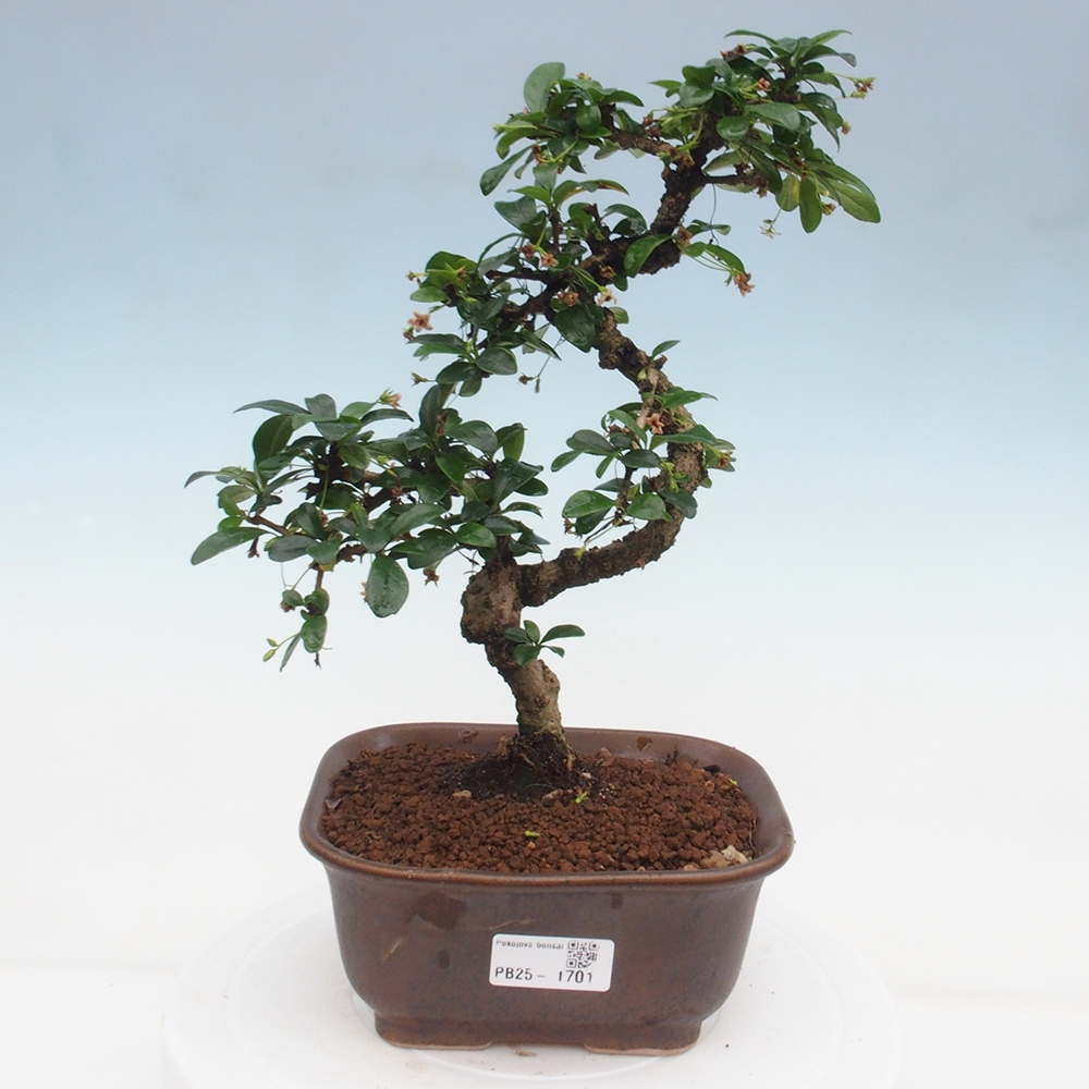 Zimmer Bonsai - Carmona macrophylla - Tea Fuki