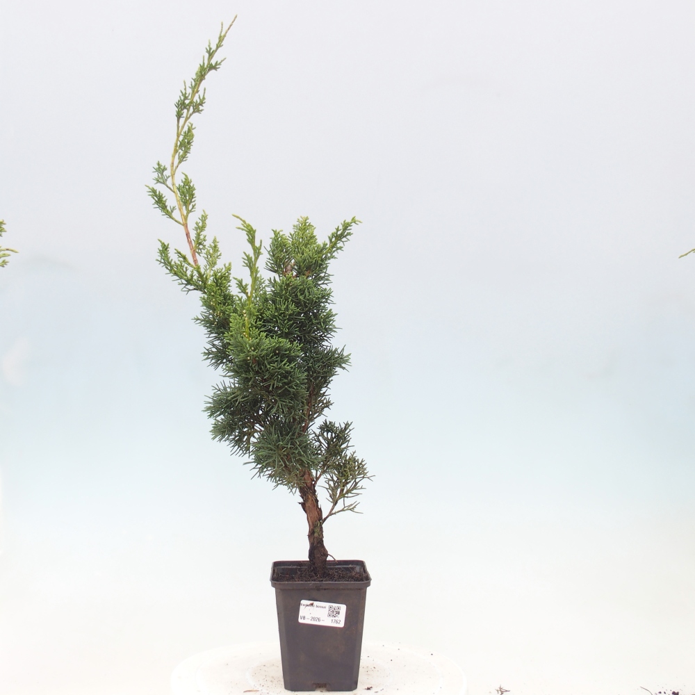 Bonsai für draußen - Juniperus chinensis Kishu