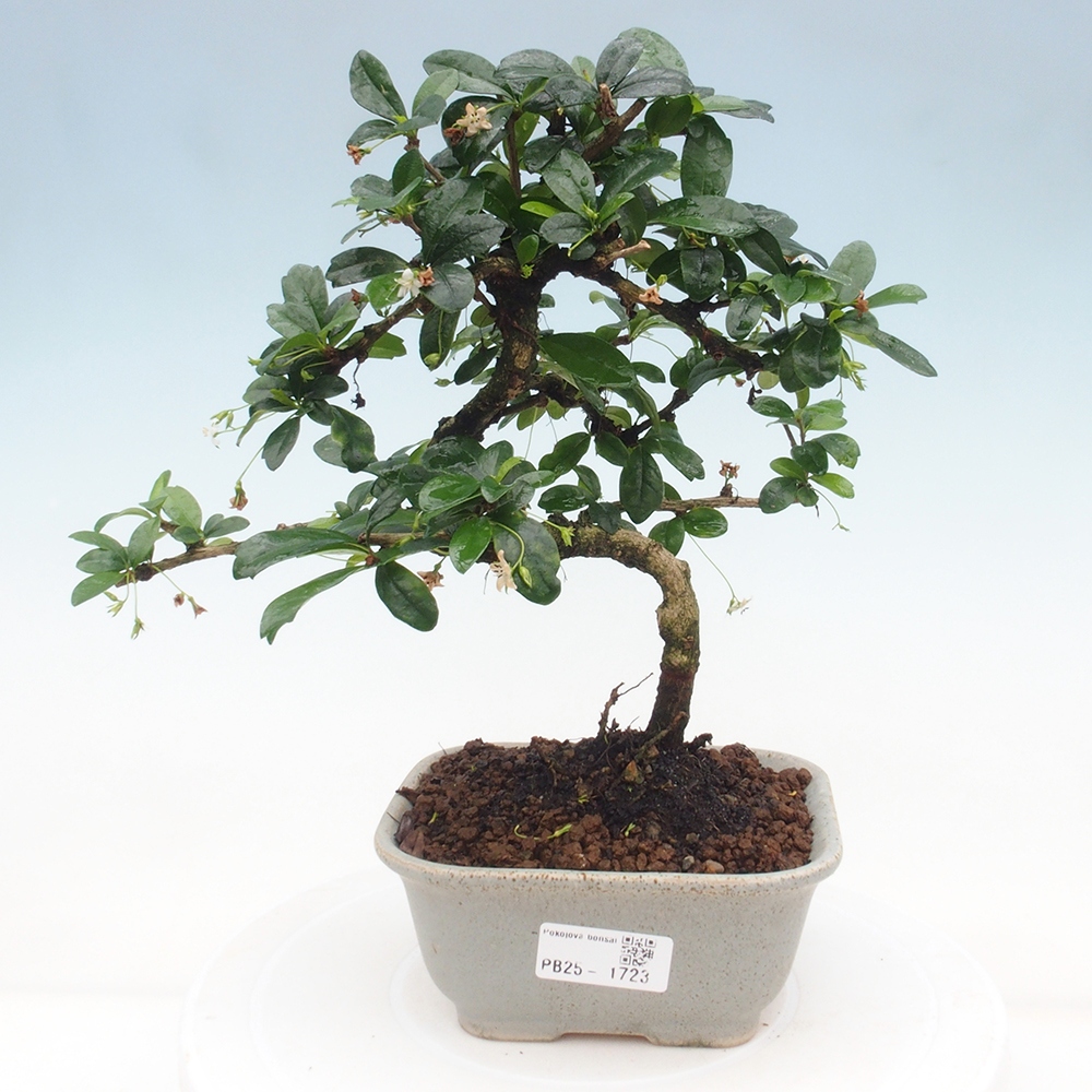 Zimmerbonsai - Carmona Macrophylla - Fuki-Tee