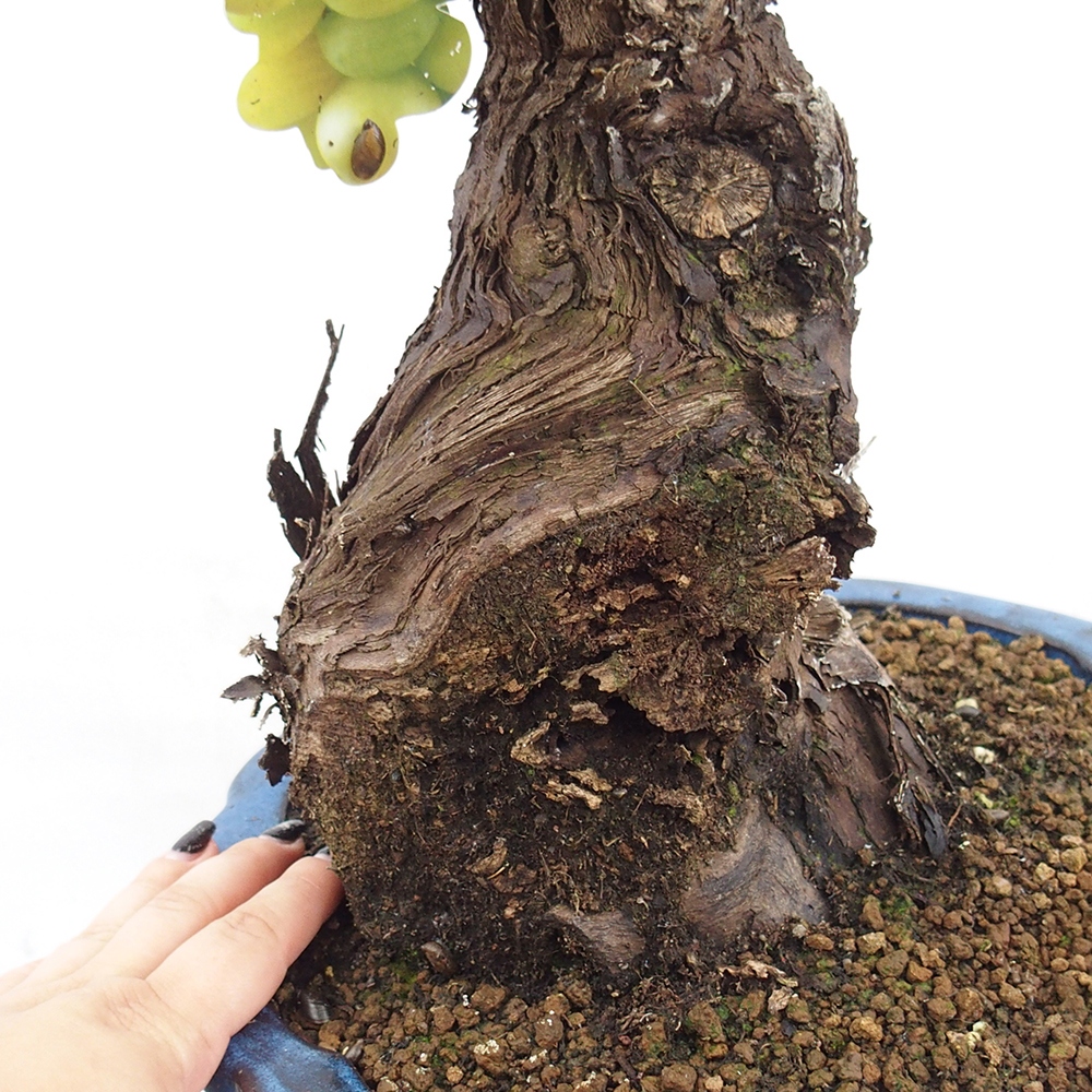 Bonsai im Freien - Vitis vinnifera MUSKAT ITALIA  - Weinrebe
