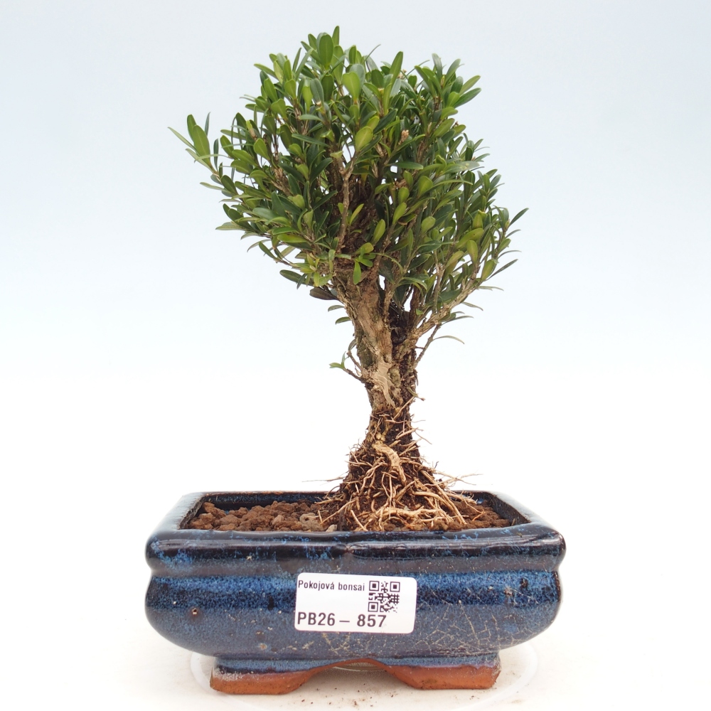 Zimmer Bonsai - Buxus harlandii - Korkbuxus