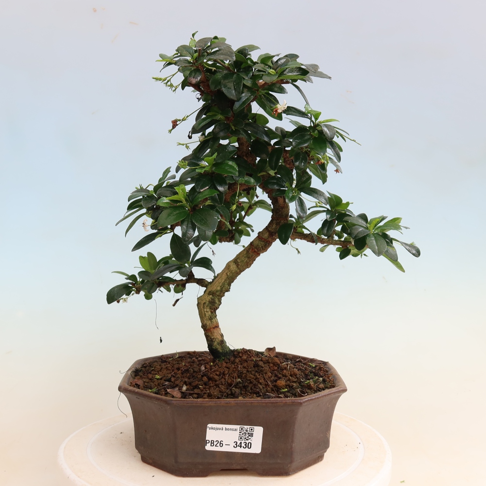 Zimmer-Bonsai - Carmona macrophylla - Tee-Fuki