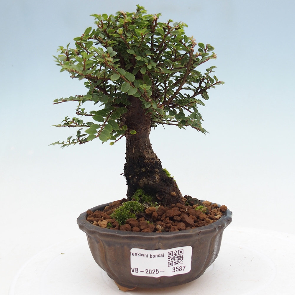 Bonsai im Freien - Ulmus parvifolia Hokkaido - Chinesische Ulme