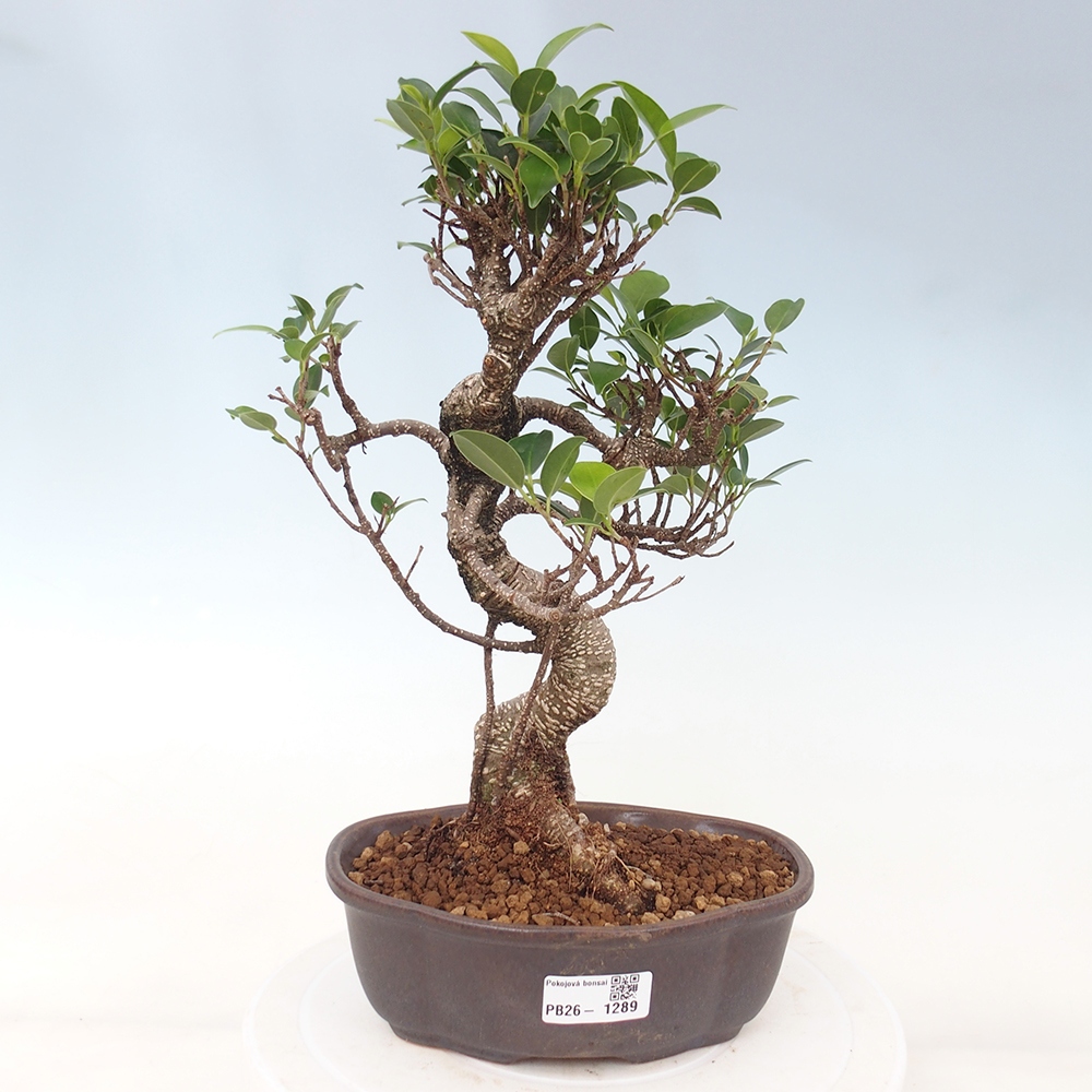 Zimmerbonsai - Ficus retusa - Kleinblättriger Ficus