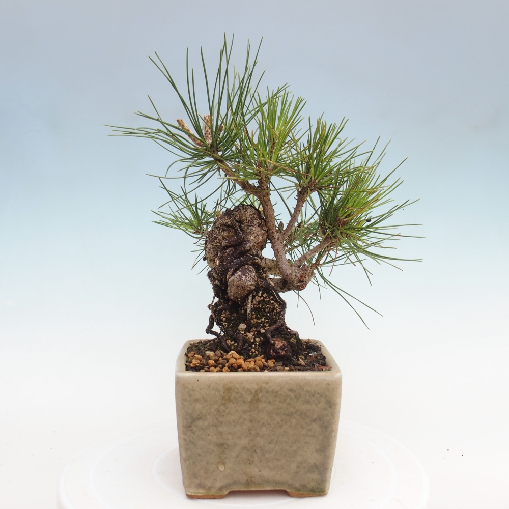 Bonsai im Freien - Pinus thunbergii - Thunbergia-Kiefer