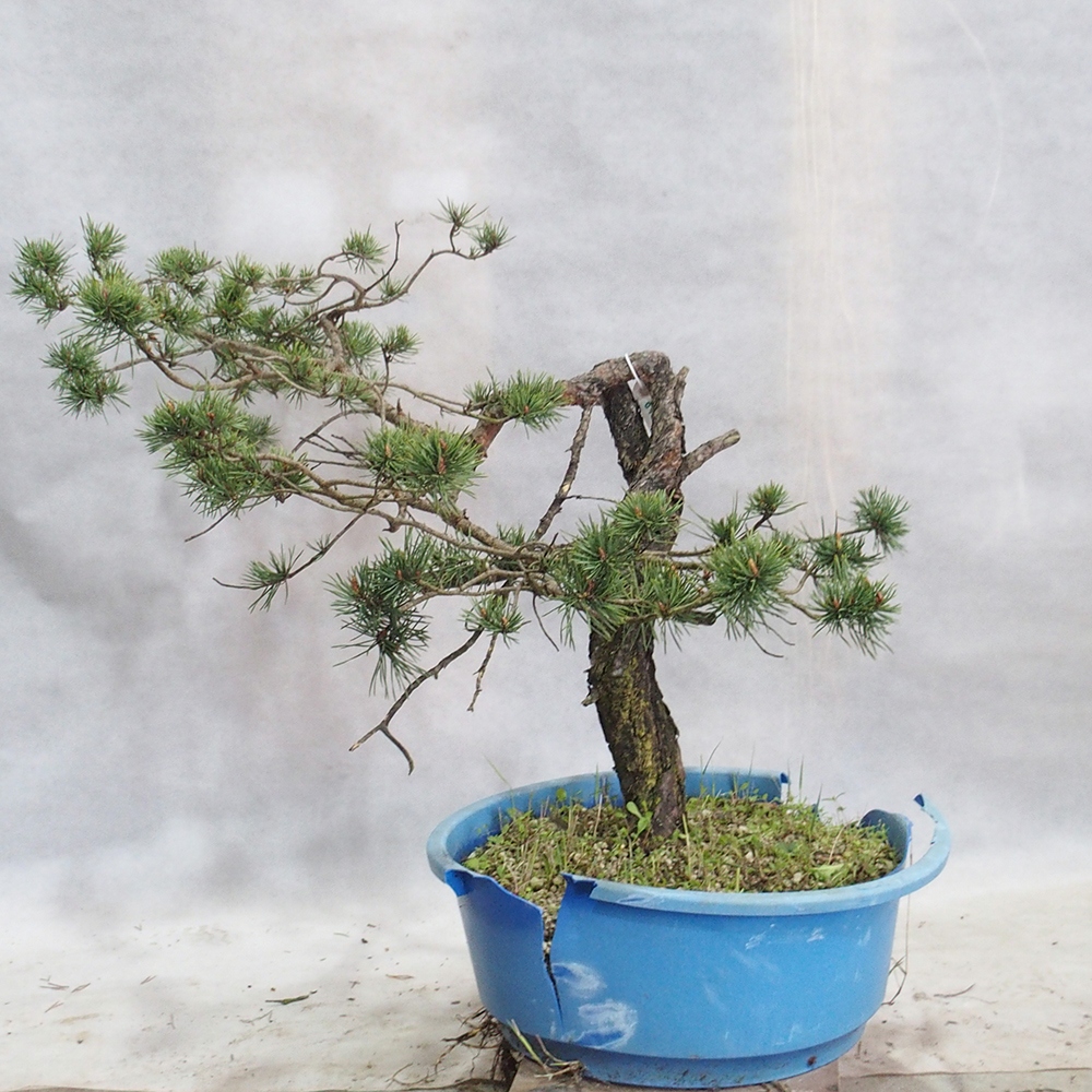 Yamadori - Pinus sylvestris 