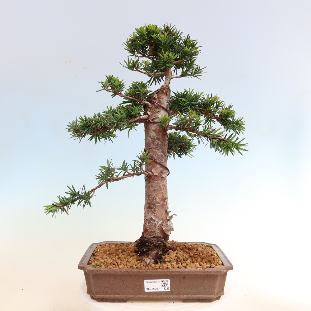 Bonsai für draußen - Taxus cuspidata - Japanische Eibe