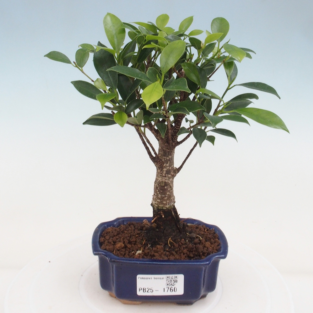 Zimmerbonsai - Kleinblättriger Ficus - Ficus kimmen