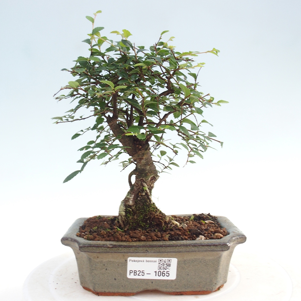 Zimmerbonsai - Ulmus parvifolia - Kleinblättrige Ulme