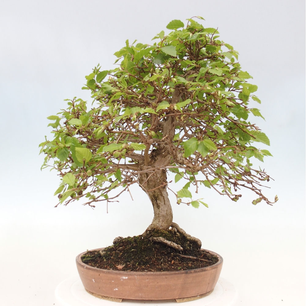 Bonsai für draußen -Carpinus CARPINOIDES - Koreanische Hainbuche