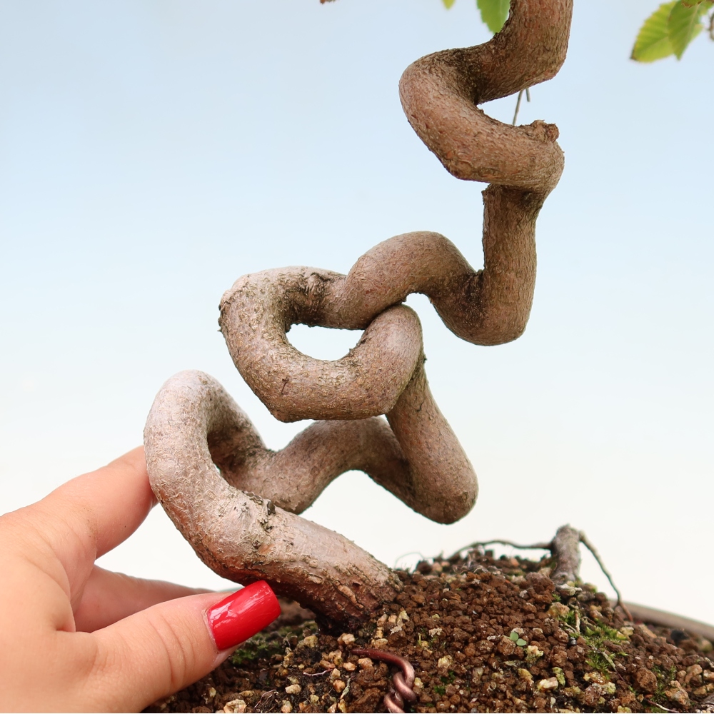 Bonsai für draußen - Karpinus Coreana - Koreanische Hainbuche