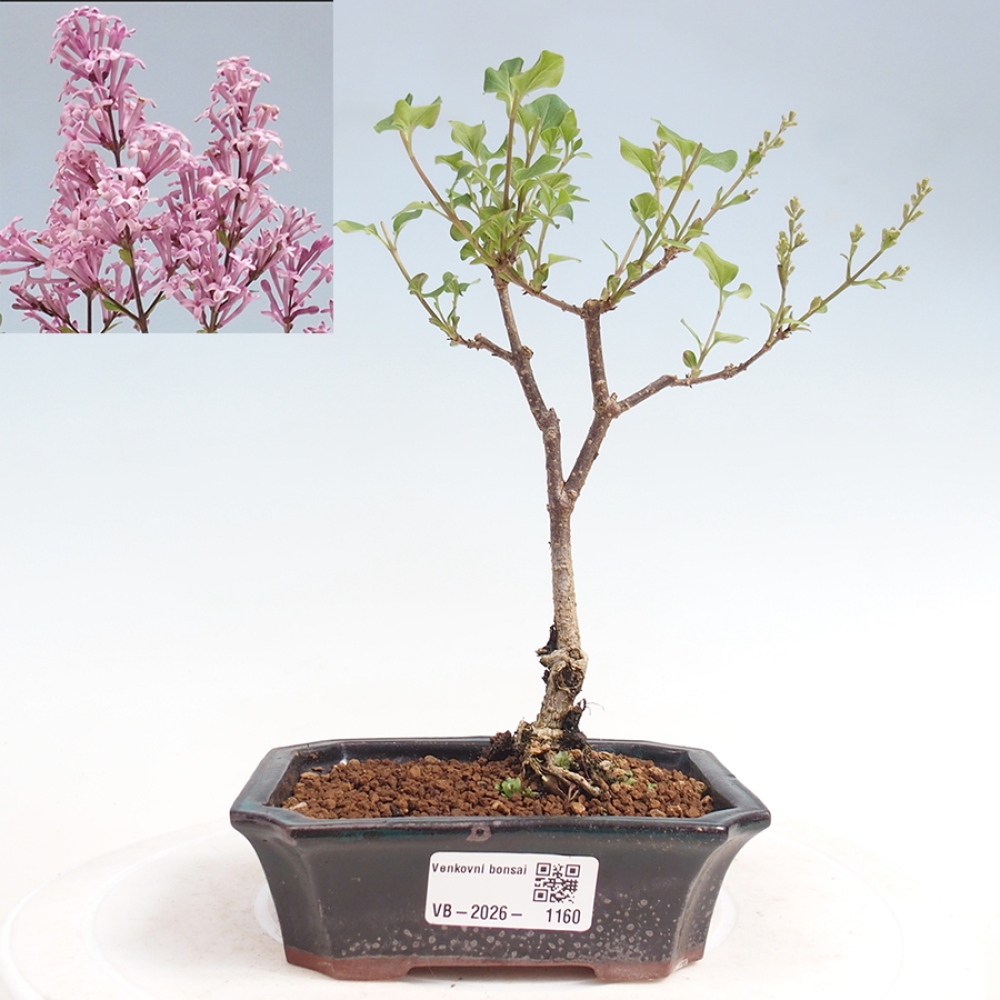 Bonsai für draußen - Syringa Meyeri Palibin - Meyer's Flieder