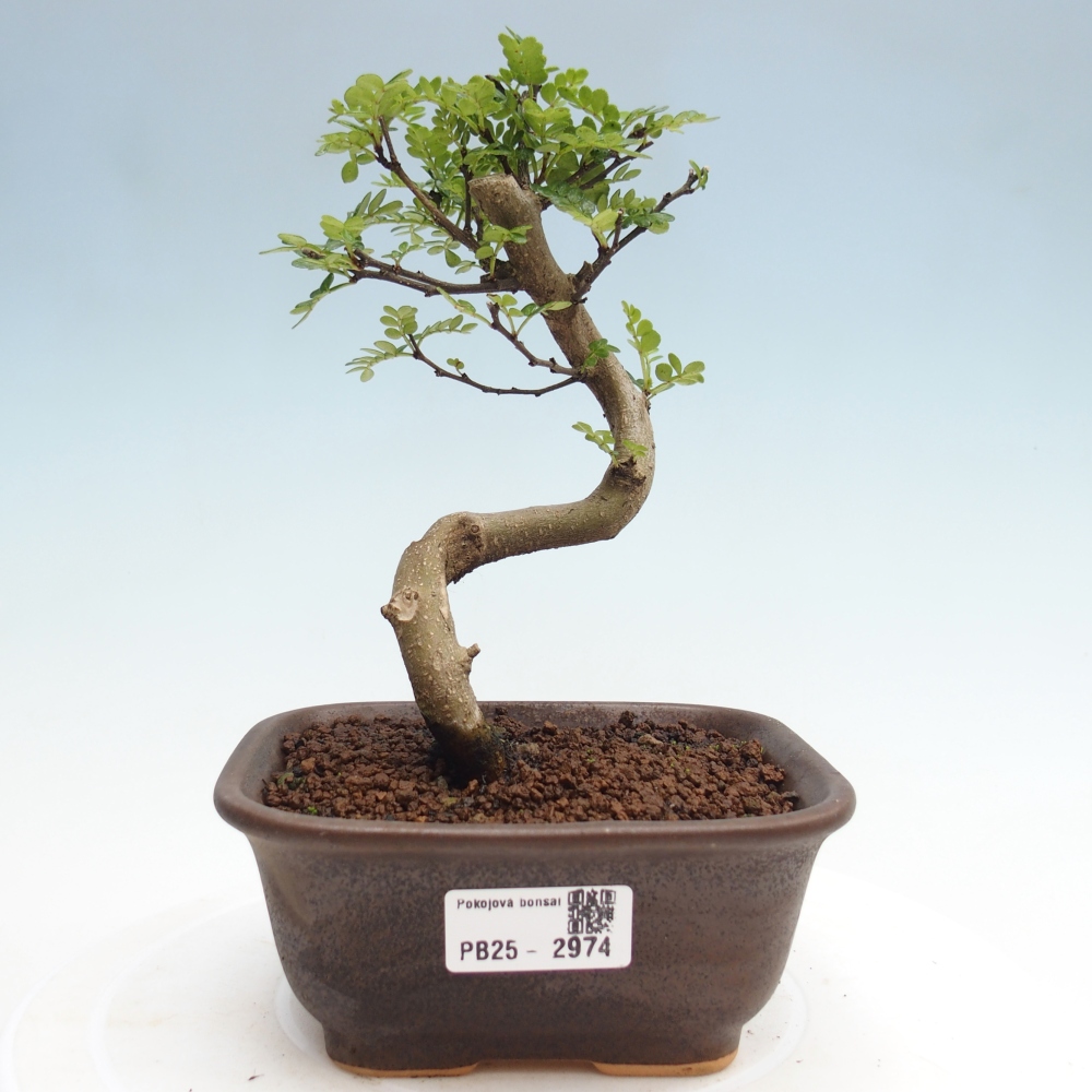 Zimmerbonsai - Zantoxylum piperitum - Pfefferminze