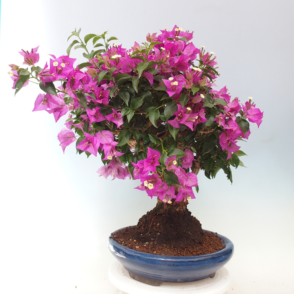 Indoor Bonsai - Bouganwilea