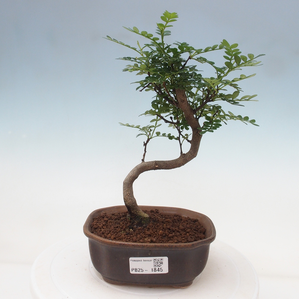 Indoor-Bonsai - Zantoxylum piperitum - Pfefferminze